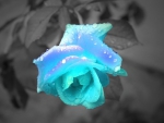 Rose Blue