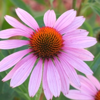 Purple & Orange Flower