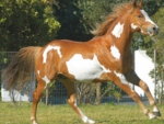 AMERICAN PINTO HORSE