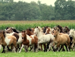 HERD OF WILD HORSES
