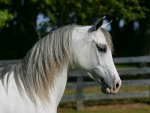 BEAUTIFUL GREY HORSE