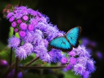 Blue Butterfly