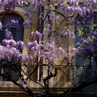 A Wisteria Balcony