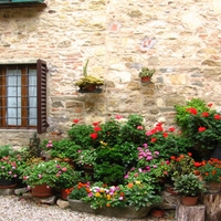 Mediterranean flowers in Montefioralle, Italy