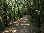 A way in the wood, Monte Conero, Italy