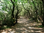 A way in the wood, Monte Conero, Italy