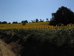 Girasoli a Sirolo, Italy