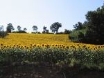 Girasoli a Sirolo, Italy