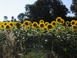Girasoli a Sirolo, Italy