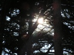 sun in the trees