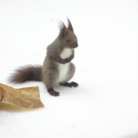 Squirrel [scoiattolo]