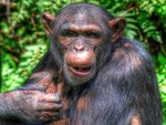 Chimpanzee at The Zoo