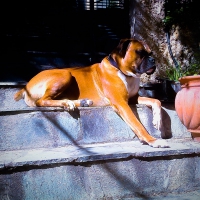 Boxer Relaxing