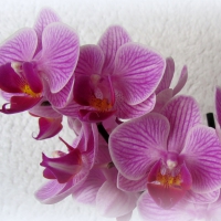 Orchid