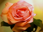 Beautiful rose