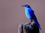 BLUE BIRDIE