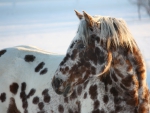 APPALOOSA
