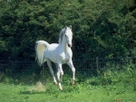 ELEGANT HORSE