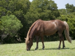 GRAZING HORSE