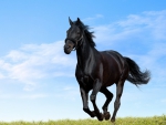 GALLOPING HORSE