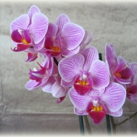 Orchid