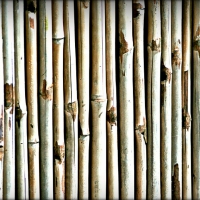 Bamboo