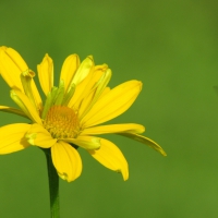 Yellow flower