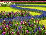 Tulips and Hyacinths Garden