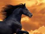 Friesian Horse on Golden Clouds