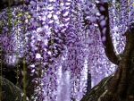  Wisteria