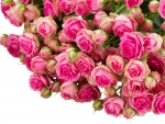 â™¥Pink Rosesâ™¥