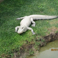 Alligator Soaking Up Some Rays