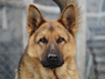 German shepherd