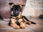 German shepherd