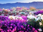 Beautiful Flowers On The Plateau