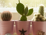 â—â€¢âœ¿â€¢cactusâ—â€¢âœ¿â€¢