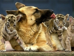 DOG AND CUBS