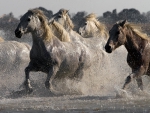 HORSES
