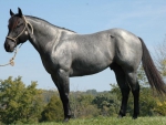 GREY HORSE