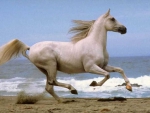 GALLOPING ALONG THE BEACH