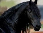 FRIESIAN MARE
