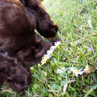 Puppy and Flowers