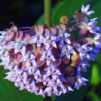 Milkweed Flower