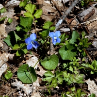 Wisconsin Violets