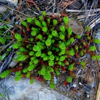 Succulent of Unknown Species, At Beach in Door County, Wisconsin