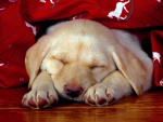 Puppy Dreams