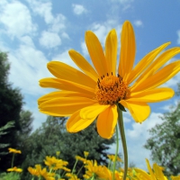 Yellow flower