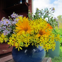 yellow flowers