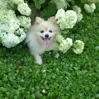 My white little beauty with white flowers