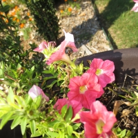 Pink Petunias
